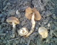 Conocybe filaris image