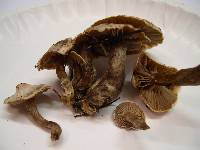 Clitocybe sclerotoidea image