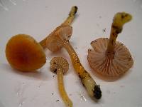 Hygrocybe laeta var. laeta image