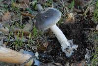 Amanita constricta image