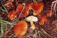 Lactarius subflammeus image