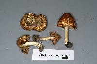 Inocybe rimosa image