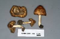 Inocybe rimosa image