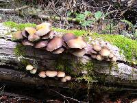 Psathyrella piluliformis image