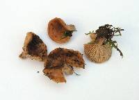 Lactarius subviscidus image