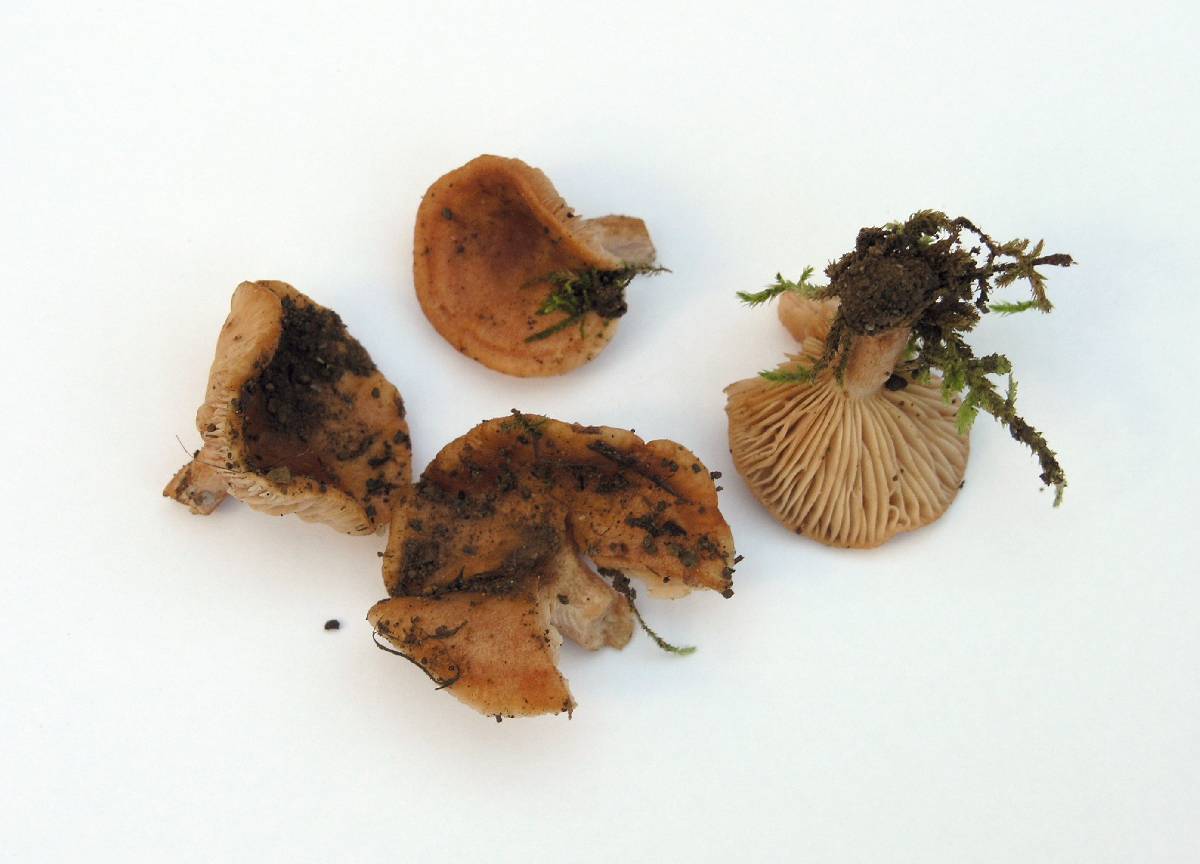 Lactarius subviscidus image