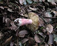 Russula sanguinaria image