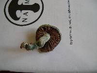 Stropharia caerulea image