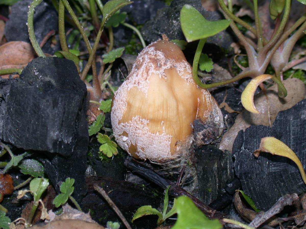 Coprinellus bipellis image