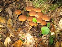 Psathyrella piluliformis image