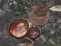 Cortinarius subbalaustinus image