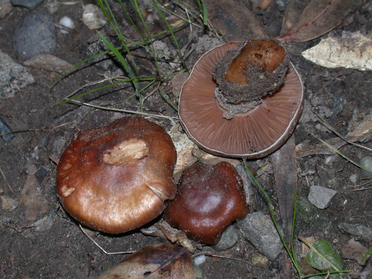 Cortinarius subbalaustinus image