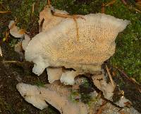Merulius tremellosus image