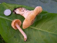 Hygrocybe pratensis image