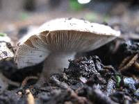 Leucoagaricus barssii image