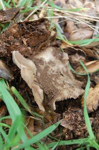 Entoloma ferruginans image