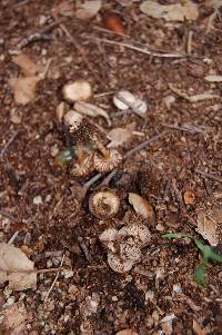 Marasmius albogriseus image