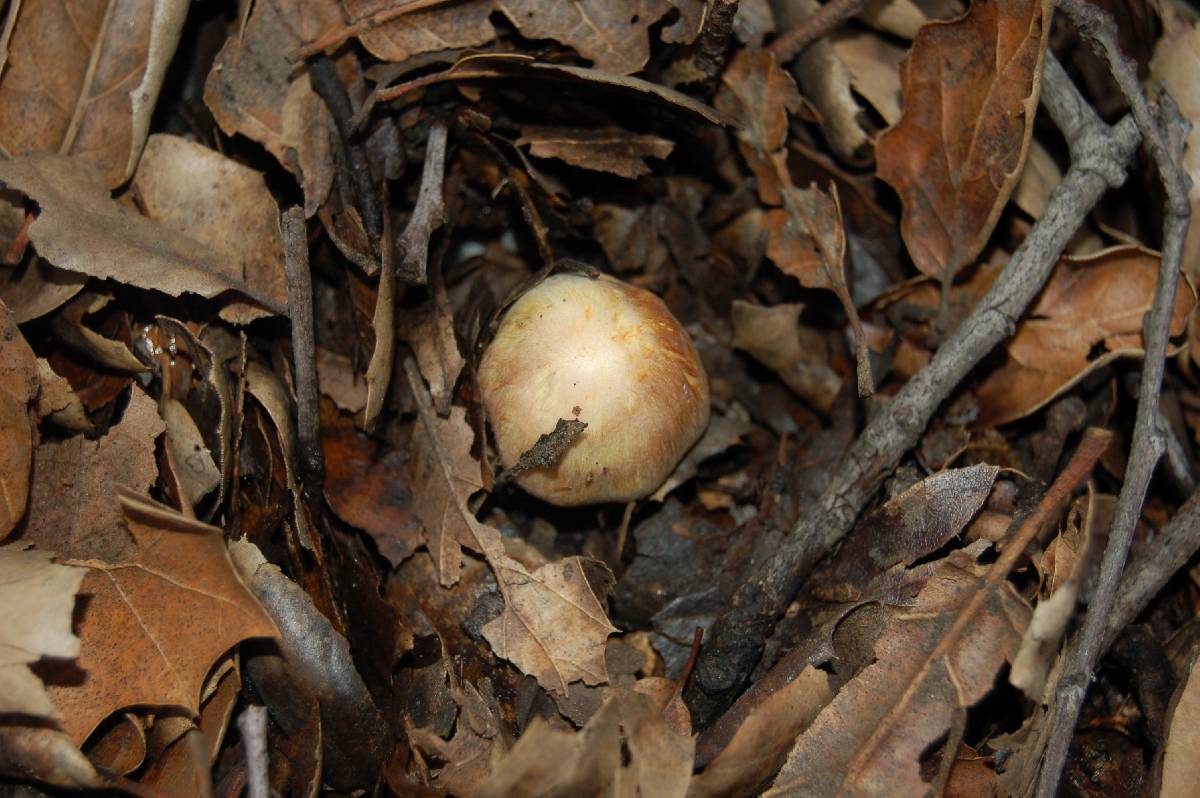 Agaricus semotus image