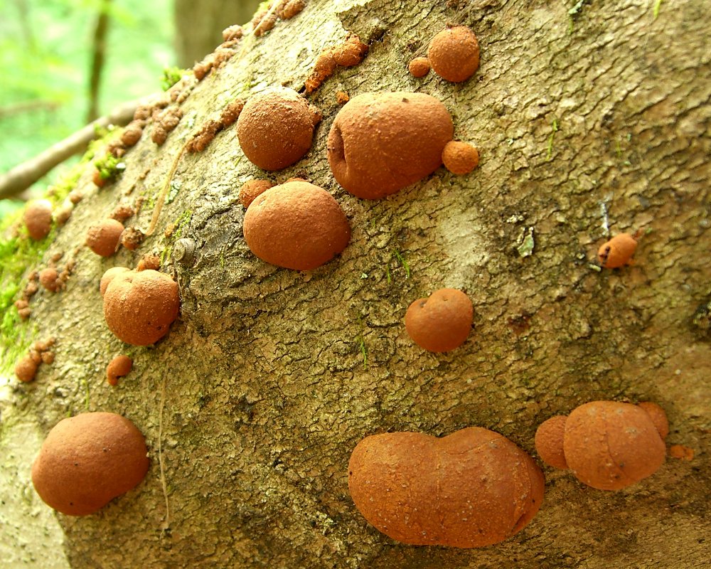 Hypoxylon placentiforme image