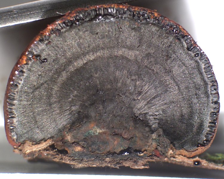Hypoxylon placentiforme image