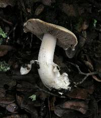 Agaricus albolutescens image