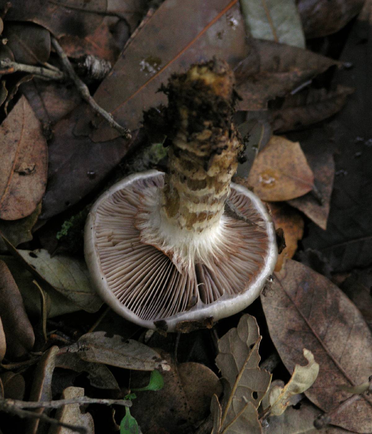 Cortinarius glutinosoarmillatus image