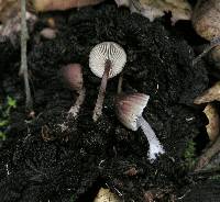 Mycena maculata image