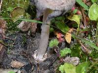 Coprinellus bipellis image