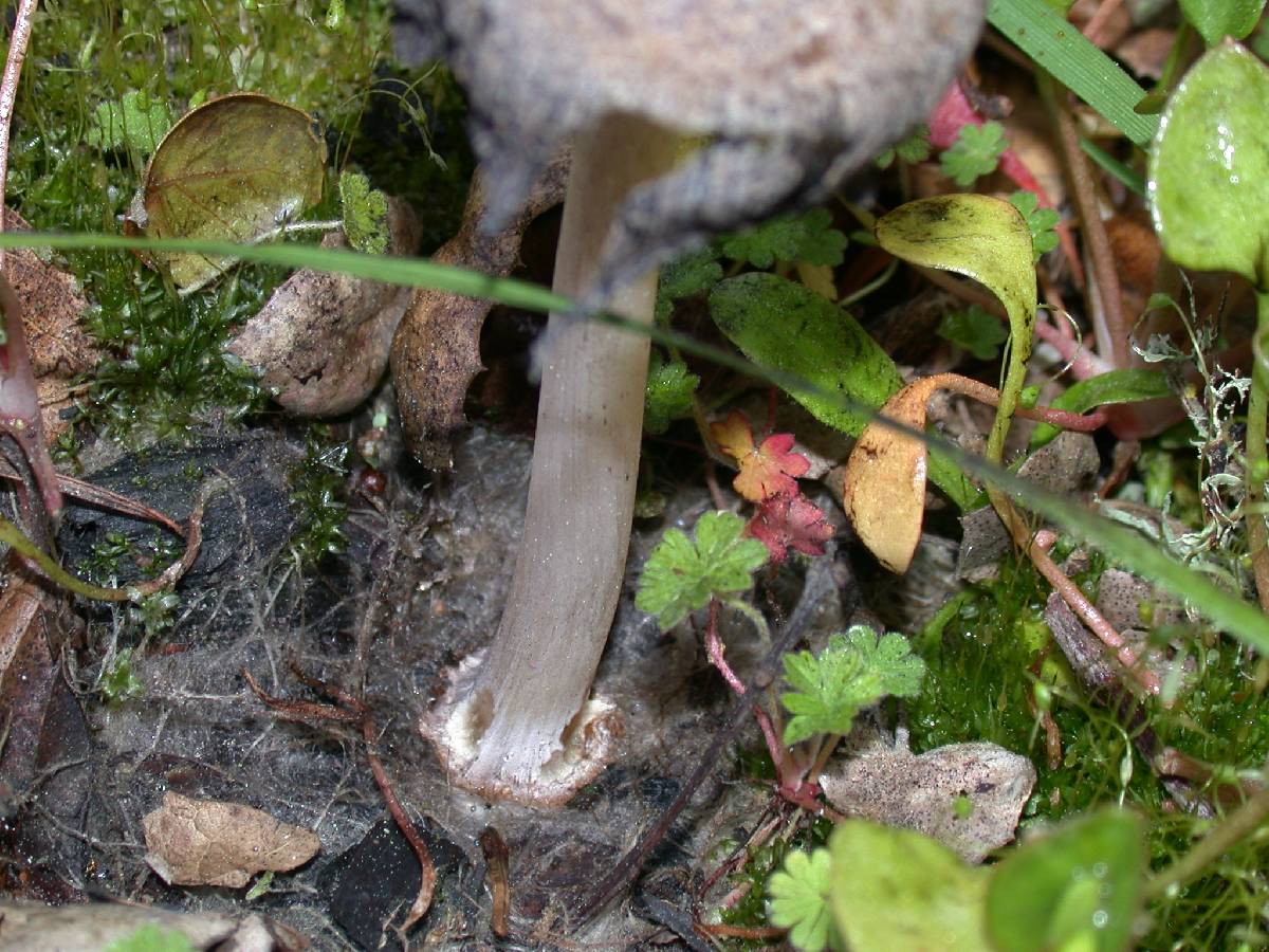 Coprinellus bipellis image