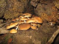 Psathyrella piluliformis image