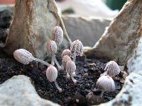 Coprinellus curtus image