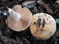 Hebeloma crustuliniforme image