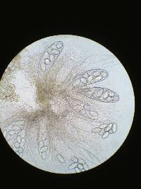 Ascobolus immersus image