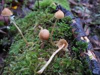 Galerina clavata image