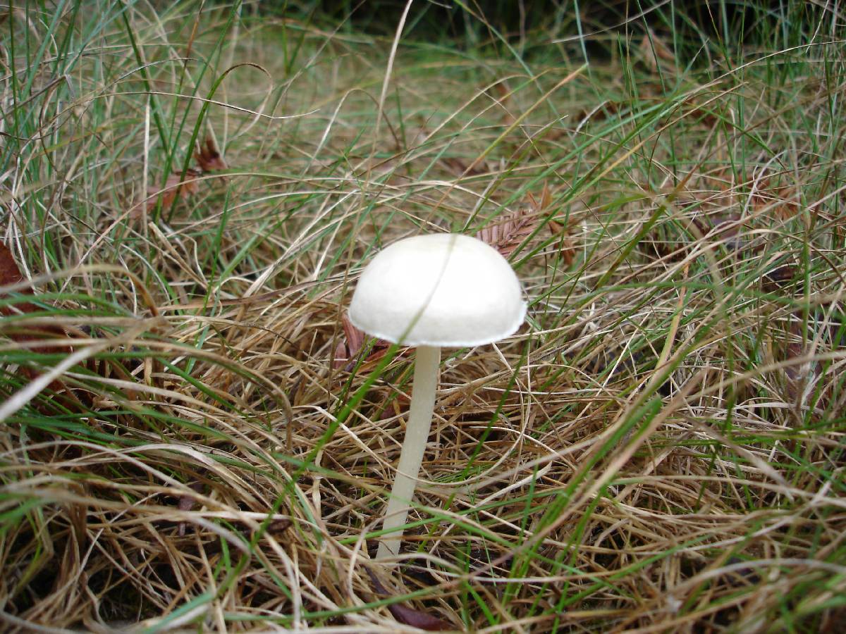 Alboleptonia adnatifolia image