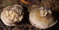 Ampulloclitocybe clavipes image