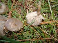 Clitocybe tarda image