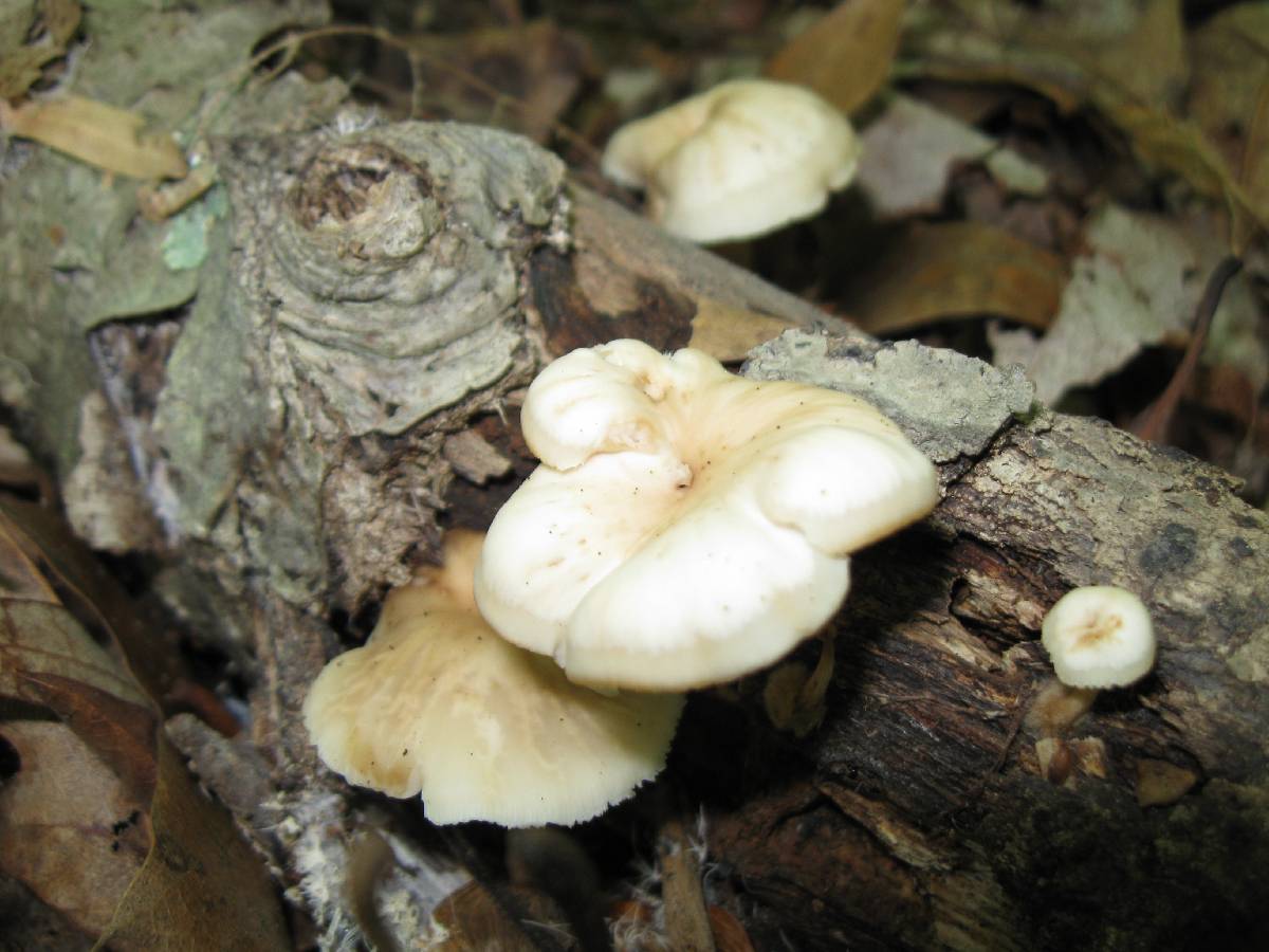 Lentinellus subaustralis image
