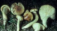 Hygrophorus tennesseensis image