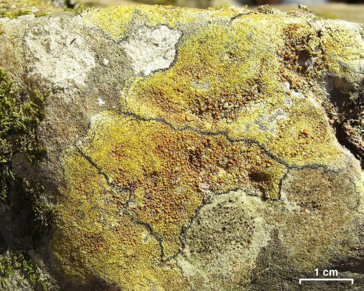 Caloplaca flavovirescens image