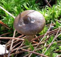 Ampulloclitocybe clavipes image