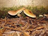 Tricholomopsis rutilans image