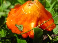 Hygrocybe punicea image