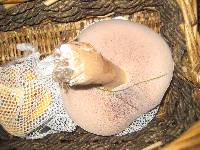 Tylopilus violatinctus image