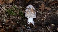 Coprinopsis picacea image