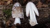 Coprinopsis picacea image