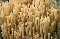 Ramaria stricta image