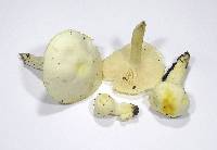 Hygrophorus chrysodon image