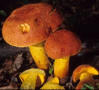 Boletus miniatopallescens image