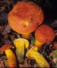 Boletus miniatopallescens image